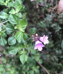 Prostanthera melissifolia