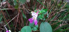 Impatiens balfourii