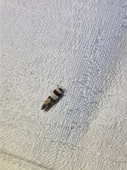 Monopis icterogastra