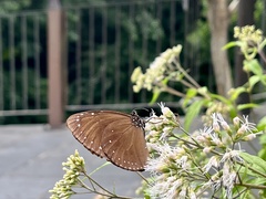 Euploea tulliolus koxinga