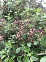 Prostanthera melissifolia