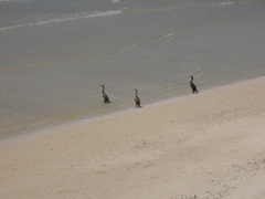 Phalacrocorax nigrogularis