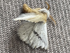 Phiala