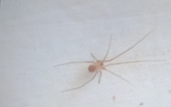 Spermophora senoculata