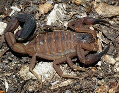 Heteroctenus junceus