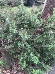 Prostanthera melissifolia