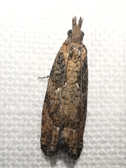 Acroclita subsequana