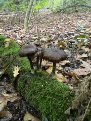 Armillaria ostoyae