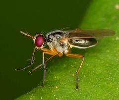 Anaphalantus longicornis