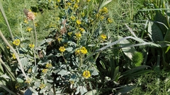 Barbarea vulgaris