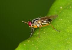 Anaphalantus longicornis