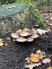 Hypholoma