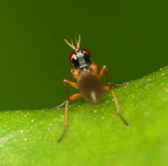 Anaphalantus longicornis