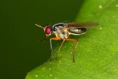 Anaphalantus longicornis