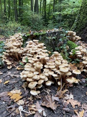 Armillaria