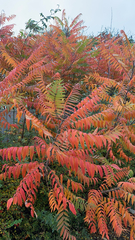 Rhus typhina