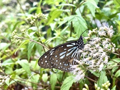 Tirumala limniace limniace