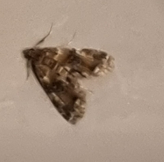 Elophila responsalis