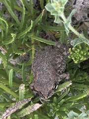 Sclerophrys capensis