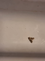 Elophila responsalis