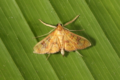 Prenesta scyllalis