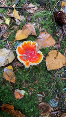 Amanita parcivolvata