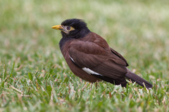 Acridotheres tristis