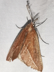 Compsoptera opacaria