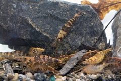 Atyaephyra desmarestii