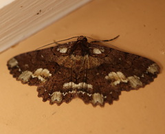 Paradromulia ambigua