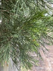 Callitris endlicheri