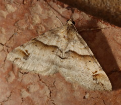 Syneora hemeropa