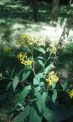 Senecio bayonnensis