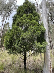 Callitris endlicheri