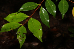 Pilidiostigma tropicum