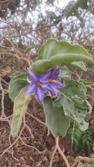 Leptostemonum
