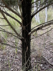 Callitris endlicheri