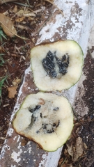Leptostemonum