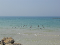 Phalacrocorax nigrogularis