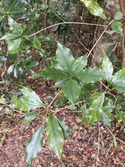 Pittosporum illicioides