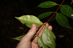Pilidiostigma tropicum