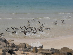 Phalacrocorax nigrogularis