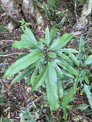 Dendropanax dentiger