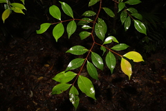 Pilidiostigma tropicum