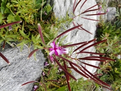 Chamaenerion fleischeri