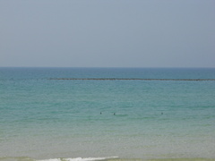 Phalacrocorax nigrogularis