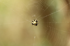 Gasteracantha kuhli
