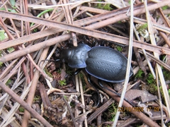 Carabus lusitanicus