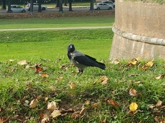 Corvus cornix