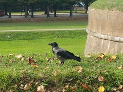 Corvus cornix